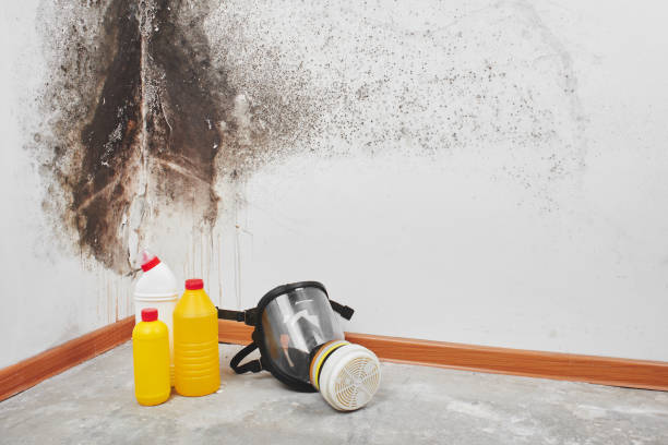 Best Bathroom Mold Remediation in Deland, FL