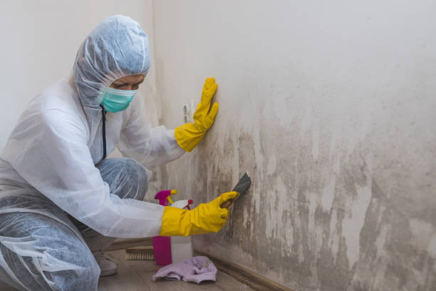 Best Kitchen Mold Remediation in Deland, FL