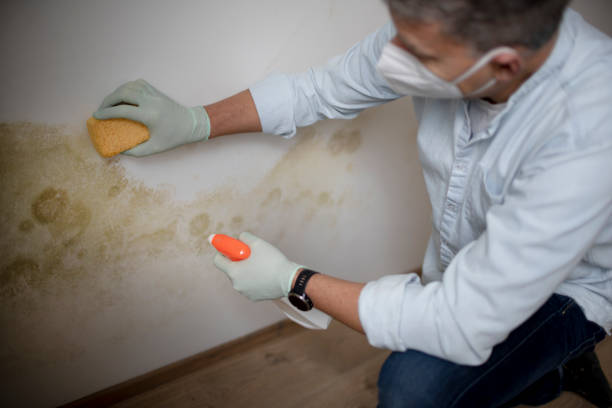 Best Residential Mold Remediation in Deland, FL