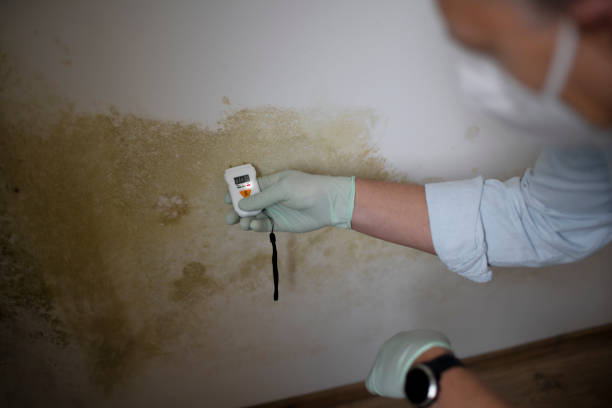 Best Mold Testing and Inspection Services in Deland, FL