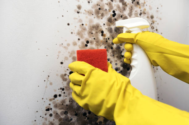 Best Basement Mold Remediation in Deland, FL