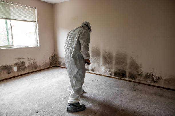 Best Basement Mold Remediation in Deland, FL