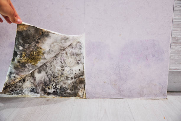 Best Residential Mold Remediation in Deland, FL